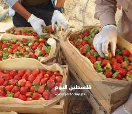 فراولة غزة5.jpg