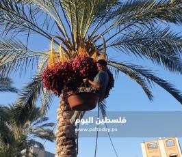 جني ثمار البلح في دير البلح (25).jpg