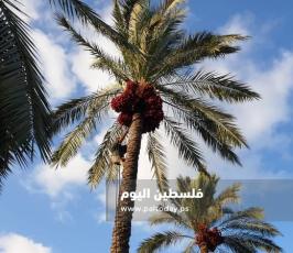 جني ثمار البلح في دير البلح (13).jpg
