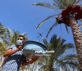 جني ثمار البلح في دير البلح (6).jpg