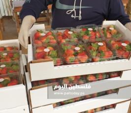فراولة غزة7.jpg