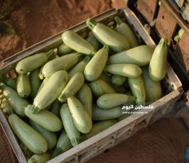 كوسا ‫(273277241)‬ ‫‬.jpg