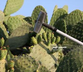 موسم جني فاكهة الصبر في غزة (3).jpg