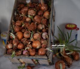بنك البذور ‫(174278534)‬ ‫‬.jpg