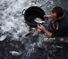 سمك ‫(1)‬ ‫‬.jpg