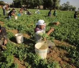 مزارعون فلسطينيون يحصدون البازلاء  ‫(1)‬.JPG