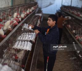 مزارع بيض ‫(293561229)‬ ‫‬.jpg
