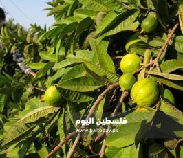 جوافة4.jpg