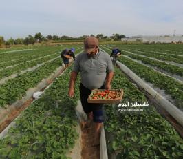 فراولة  (8).jpg