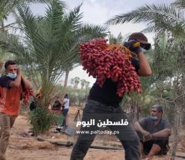 ثمار البلح (10).jpg