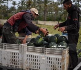 بطيخ ‫(222794298)‬ ‫‬.jpg