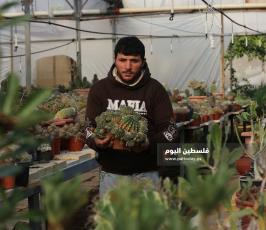 نبتة الصبار بألوان وأنواع جذابة شمال قطاع غزة (13).jpg