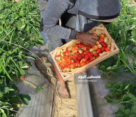 فراولة (5).jpeg