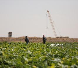 مزارعين على حدود غزة (4).JPG