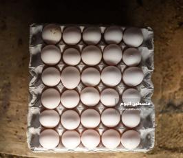 مزارع بيض ‫(293561242)‬ ‫‬.jpg