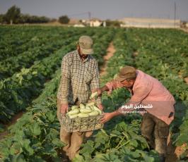 كوسا ‫(273277244)‬ ‫‬.jpg