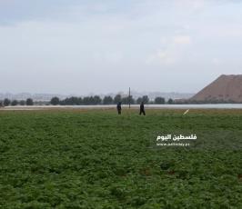 محاصيل زراعية (9).jpeg