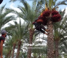 ثمار البلح (16).jpg