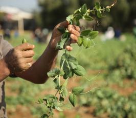 مزارعون فلسطينيون يحصدون البازلاء  ‫(44433925)‬ ‫‬.JPG