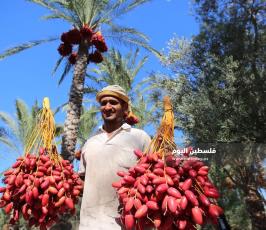موسم قطف ثمار البلح فى غزة ‫(38928906)‬ ‫‬.JPG