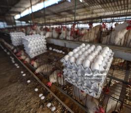 مزارع بيض ‫(293561240)‬ ‫‬.jpg