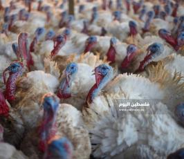 مزارع حبش ‫(166361624)‬ ‫‬.jpg