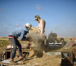 جنى العدس ‫(224350088)‬ ‫‬.jpg