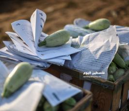 كوسا ‫(273277242)‬ ‫‬.jpg