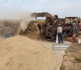 حصاد القمح (20).jpg