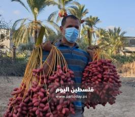 جني ثمار البلح في دير البلح (19).jpg