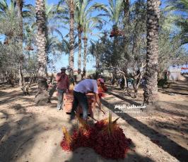 موسم قطف ثمار البلح فى غزة ‫(38928902)‬ ‫‬.JPG