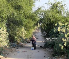موسم جني فاكهة الصبر في غزة (4).jpg