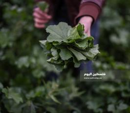 خبيزة ‫(290158005)‬ ‫‬.jpg