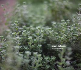  زراعة الزعتر بغزة ‫(39059975)‬ ‫‬.jpeg