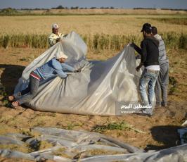 جنى العدس ‫(224350095)‬ ‫‬.jpg