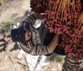 موسم جنى ثمار البلح  ‫(42074634)‬ ‫‬.jpeg