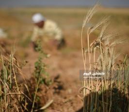 جنى العدس ‫(224350086)‬ ‫‬.jpg