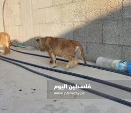 شبل اسد2.jpg