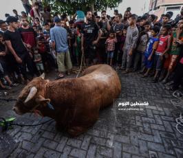 اضاحي2109 ‫(353136769)‬ ‫‬.jpg
