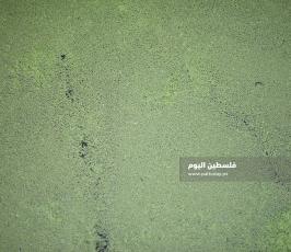 الأزولا تنجح في غزة ..بديل طبيعي للأعلاف التجارية ‫(39059978)‬ ‫‬.jpeg