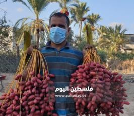 جني ثمار البلح في دير البلح (8).jpg