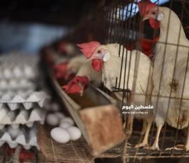 مزارع بيض ‫(293561237)‬ ‫‬.jpg
