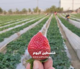 فراولة غزة1.jpg