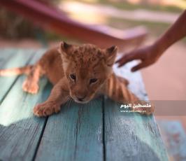 اشبال رفح ‫(302713020)‬ ‫‬.JPG