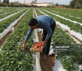 فراولة  (21).jpg
