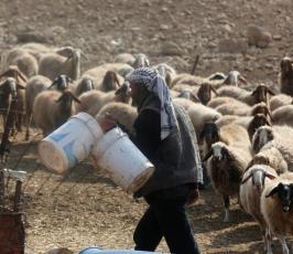الاغوار الشمالية تربية المواشي  (8).jpg