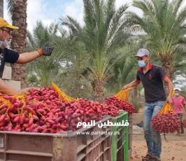 ثمار البلح (4).jpg