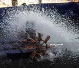 سمك ‫(342463674)‬ ‫‬.jpg