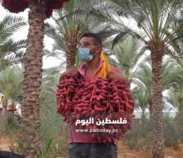 ثمار البلح (1).jpg
