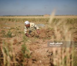 جنى العدس ‫(224350087)‬ ‫‬.jpg